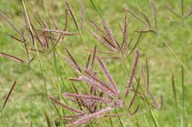 Image result for Dichanthium annulatum