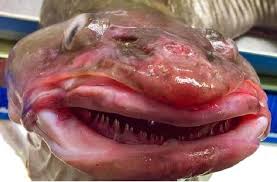 Ikan memiliki nutrisi tinggi, bahkan lebih tinggi dibanding daging. Bikin Meriding Ini 7 Wujud Ikan Laut Dalam Yang Menyeramkan Hitekno Com