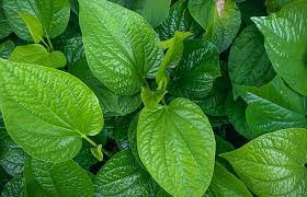 What Are The Benefits And Side Effects Of Betel Leaves Pepper Plants Growing Peppers Plants