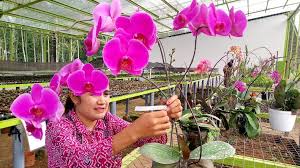 Jual tanaman hias bunga anggrek online di medan floweradvisor medan menyediakan layanan pengiriman karangan bunga dengan harga terjangkau dalam mata uang idr. Ubaya Berhasil Kembangkan Dan Jual Bibit Anggrek Omzet Tembus Puluhan Juta Rupiah Bagian 1