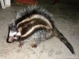 Maned Rat Weird Animals Mammals Animals