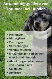 Traumeel Fur Hunde Dosierung Der Tabletten Erfahrungen Wirkung