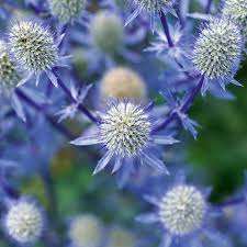 Profitieren sie zudem von unseren bequemen zahlungsbedingungen wie kauf auf rechnung, paypal oder klarna. Garten Edeldistel 3 Pflanzen Winterharte Stauden Gartenpflanzen Online Kaufen Bestellen In 2020 Winterharte Stauden Winterharte Pflanzen Garten Edeldistel