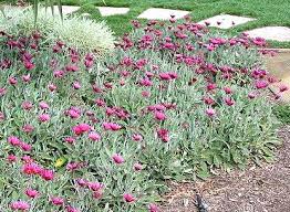 Image result for Artabotrys stolzii