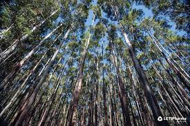 Image result for Eucalyptus sp.