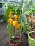 Cucumbers In Pots