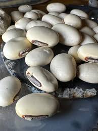 Image result for Canavalia ensiformis