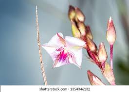 Image result for Sauvagesia