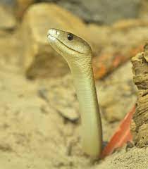 Die giftigsten schlangen der welt black mamba. Die Giftigsten Schlangen Der Welt Rangliste Tierwissen