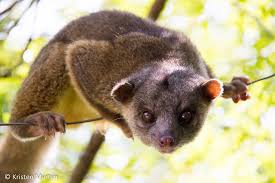 Image result for Olinia vanguerioides