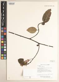 Image result for Securidaca welwitschii