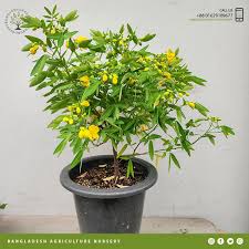 Image result for Senna floribunda