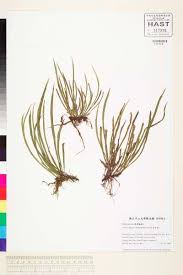 Image result for Vittaria elongata