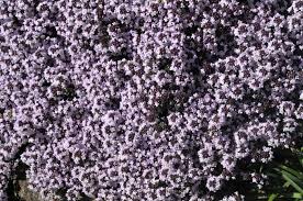 Creeping thyme coccineus is one of the very best flowering groundcovers. How To Grow And Care For Creeping Thyme