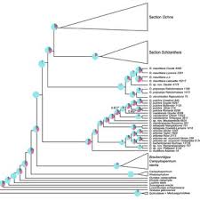 Image result for Ochna richardsiae