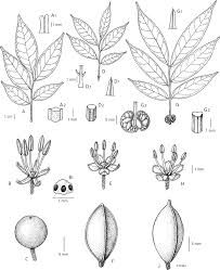 Image result for Haplocoelum inoploeum