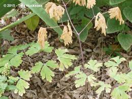 Columbine Aquilegia A Seasonal Look My Gardener Says