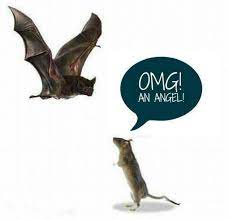 Rat Angels Funny Animals Cute Rats Funny Pictures