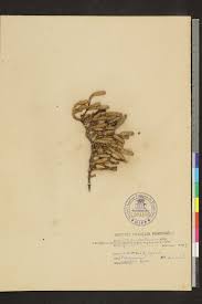 Image result for Halosarcia