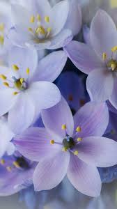 Oneil · purple flowers wallpapers · 6238 views · 250.22 kb. Purple Flowers Inflorescence 750x1334 Iphone 8 7 6 6s Wallpaper Background Picture Image