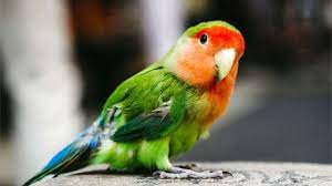 Berternak lovebird sekarang ini menjadi trend bisnis yang mengiurkan karena jenis burung ini ternak lovebird sukses merintis bisnis rumahan memang bisa dijalankan dengan berbagai cara. 10 Cara Merawat Lovebird Saat Cuaca Dingin Bagi Pemula Arenahewan Com