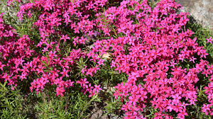 Image result for Indigofera subulata