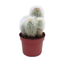 There is a huge difference from place to place which is disguised by the median number overall. Cactus Mixed In Pot 12 Cm Florastore