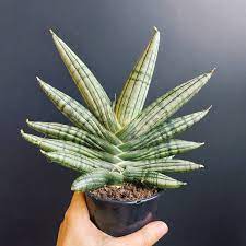 Sansevieria Boncel Inti Hybrid Cylindrical Snake Plant Sansevieria Boncellensis Mother In Laws Tongue Live Succulents Sansevieria Plant Snake Plant Sansevieria