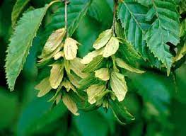Its wood has been used to it is relatively resistant to pests and diseases. American Hornbeam Department Of Horticulture