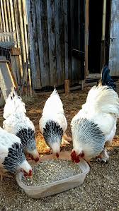 Pin On Chickens Roosters More