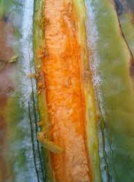 Image result for Telfairia occidentalis