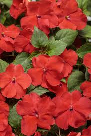 Image result for Impatiens wallerana