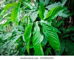 Image result for Anchomanes