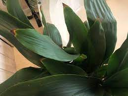 Are Your Plant Leaves Turning Brown And Crispy Plant Leaves Turning Plant Leaves Plant Leaves Turning Brown