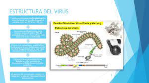 El virus de marburgo presenta la estructura clásica de los filovirus. Virus Marburgo Naara Belen Martinez Grajales Id Ppt Descargar