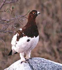 What is the state bird of alaska. Pin On For The Birds