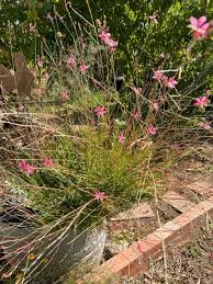 Image result for Oenothera lindheimeri