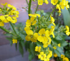 We did not find results for: Goldlack Erysimum Cheiri
