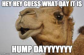 Camel cute day donald funny geico geiko gieco gieko humor hump joke meme politics trump guico. Richiesta Impaurito Comportarsi Guess What Day It Is Meme Joseph Banks Posteriore Diamante