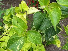 Image result for Acalypha polymorpha