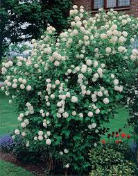 La floraison est composée d'épis portant de jolies fleurs blanches. Viorne Boule De Neige Viorne Obier Viburnum Opulus Roseum 10 Cm