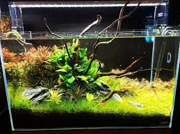 Ada Aquarium 60 Cm C Bild Ada Nature Aquarium Philippines Aquarium Landscape Nature Aquarium Aquascape