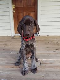 The german shorthaired pointer is written by a breed expert and includes a special chapter on training by dr. German Shorthaired Pointer Puppies For Adoption Cheap Online