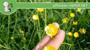 Sie kommt fast weltweit vor. Scharfer Hahnenfuss Blute Bluten 24 04 18 Ranunculus Acris Giftige Wildpflanzen Bestimmen Youtube