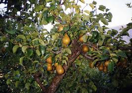 alberi da frutto