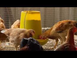 Ayam kampung ori ayam kampung kacukan saya memetik artikel dari angsadaria yang menyatakan: Ikon Agro Potensi Strawberi Ayam Kacuk Kampung Youtube