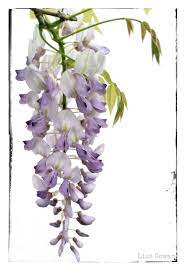 6a00e54fabf0ec883301910268e789970c Pi 1581 2309 Botanical Drawings Flower Painting Flower Art