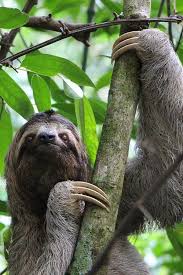 Where To Go In Costa Rica A Complete Guide To Costa Rica Hippie In Heels Fun Facts About Sloths Rainforest Animals Sloth Facts