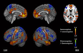 Anna lou e is on lookbook! Neural Correlates Of Different Self Domains Araujo 2015 Brain And Behavior Wiley Online Library