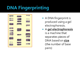 Before talking about dna fingerprinting and paternity worksheet answer key, you should are aware that. How Can We Use Dna To Help Humans Ppt Download